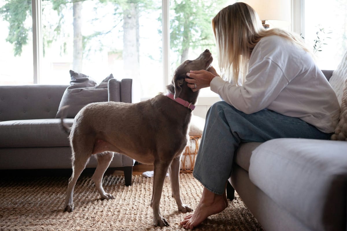 Person caring for a dog indoors
