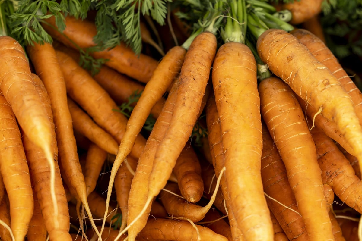 Fresh harvested carrots as a seasonal edible-garden image