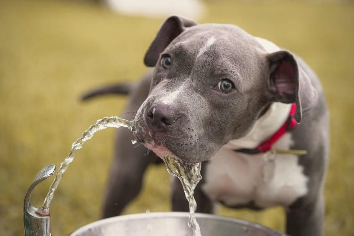 Unsplash editorial feature image for A Safer Summer Pet Plan Starts With Heat and Air Checks; no readable text, logos, currency, personal data, or watermark; sharp topic relevance and...