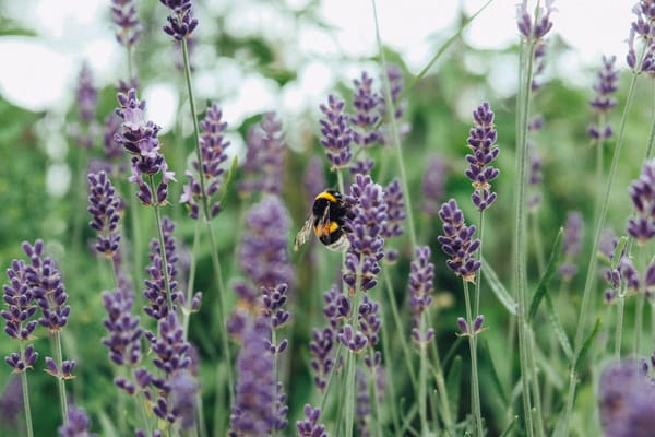 Bumblebee visiting lavender flowers in a garden