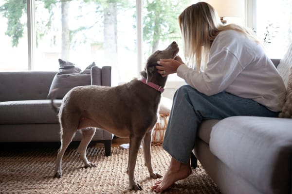 Person caring for a dog indoors