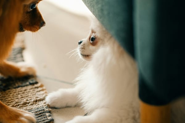 Dog and cat sharing a calm household floor scene