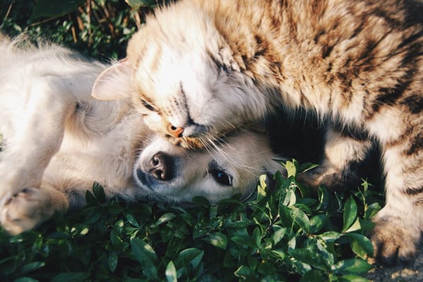 Dog and cat together in an outdoor companion-animal scene