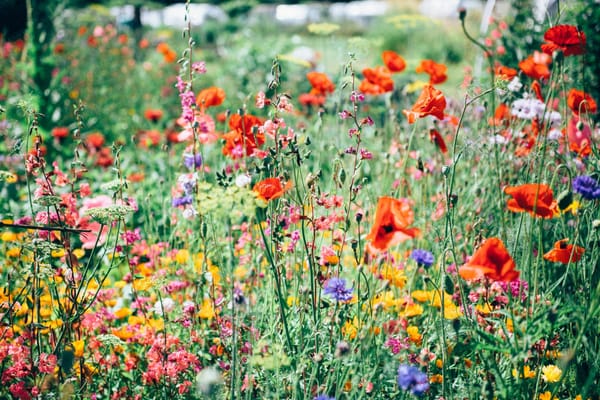 Unsplash editorial feature image for A Wildlife-Friendly Garden Still Needs a Conflict Plan; no readable text, logos, currency, personal data, or watermark; sharp topic relevance and...